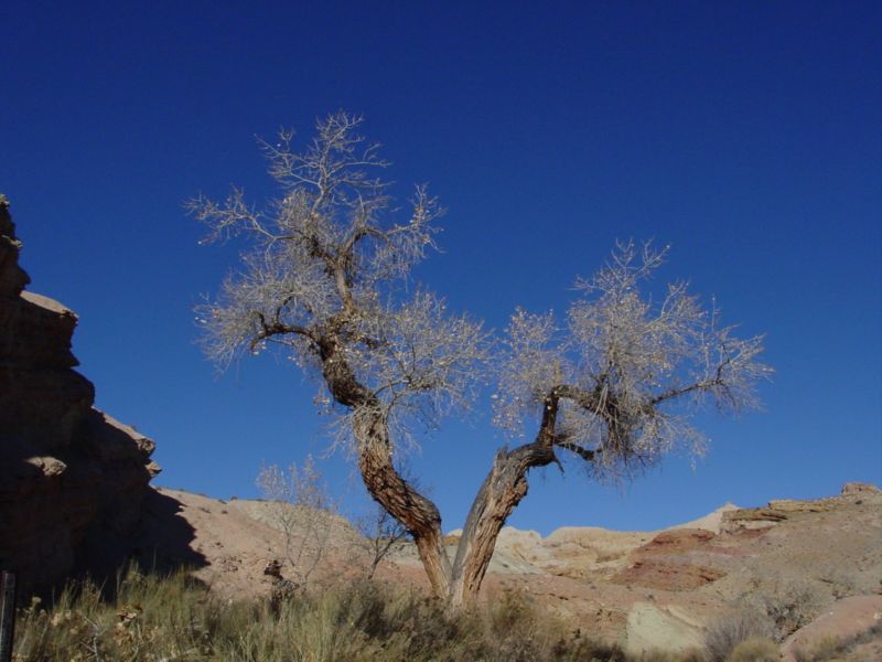 04160302LittleWildHorse (1007)